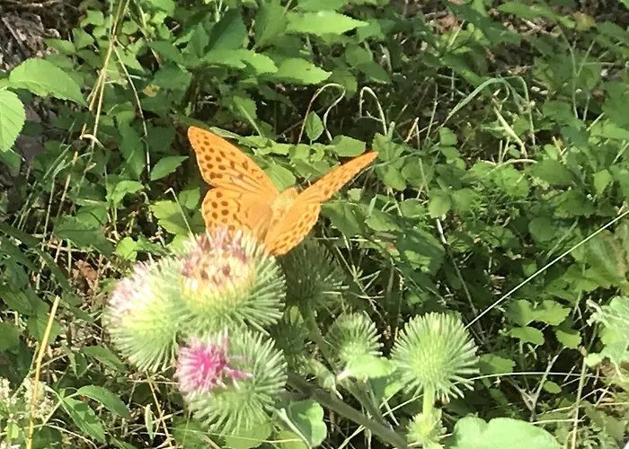 Fogadó La Maison Vintage 3*